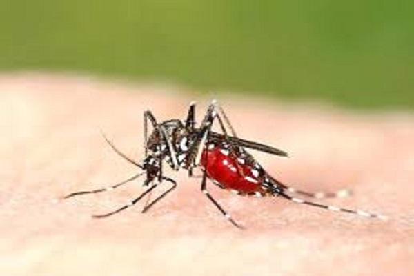 Do not eat these things even by mistake in dengue, the immune system will be weak