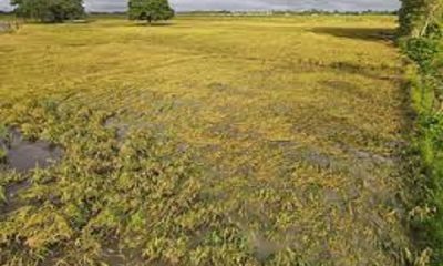 Free seeds and paddy are being provided to flood-affected needy farmers - CAO