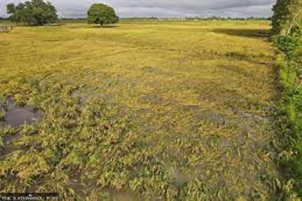 Free seeds and paddy are being provided to flood-affected needy farmers - CAO