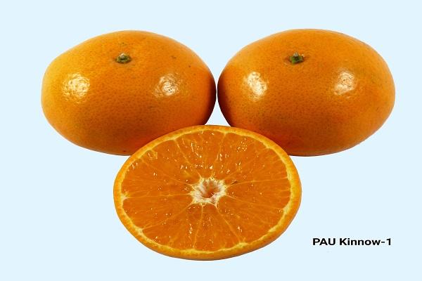 Fruit that brought revolution in Kinnu region of Punjab: PAU Kinnu 1