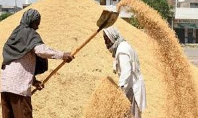 Paddy purchase in Punjab from today, 1854 purchase centers have been notified by the Mandi Board