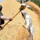 Paddy purchase in Punjab from today, 1854 purchase centers have been notified by the Mandi Board