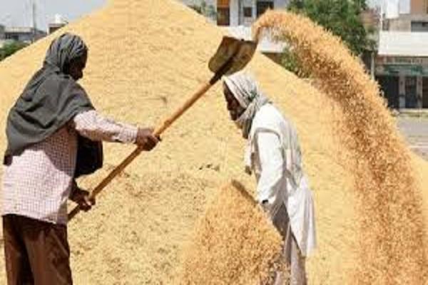 Paddy purchase in Punjab from today, 1854 purchase centers have been notified by the Mandi Board