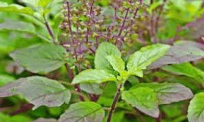 Know why don't break basil leaves on Sunday, keep these dates in mind