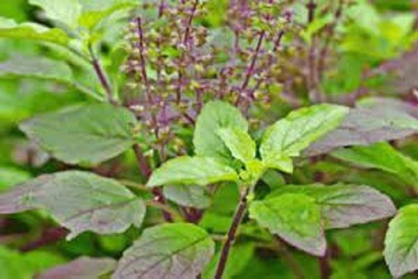 Know why don't break basil leaves on Sunday, keep these dates in mind